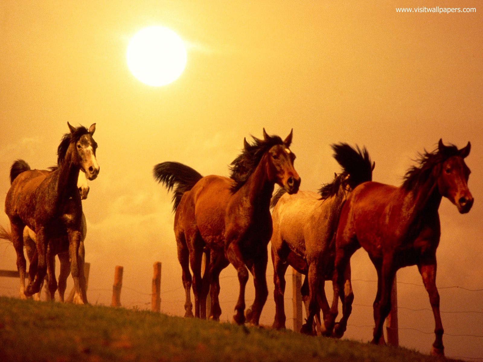 Animals_651