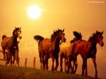 Animals_651