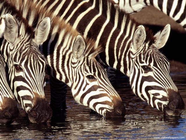 Animals_653