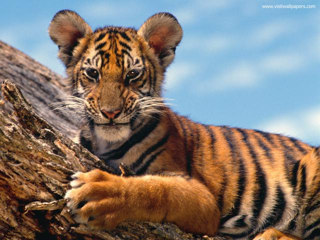 Tiger_118