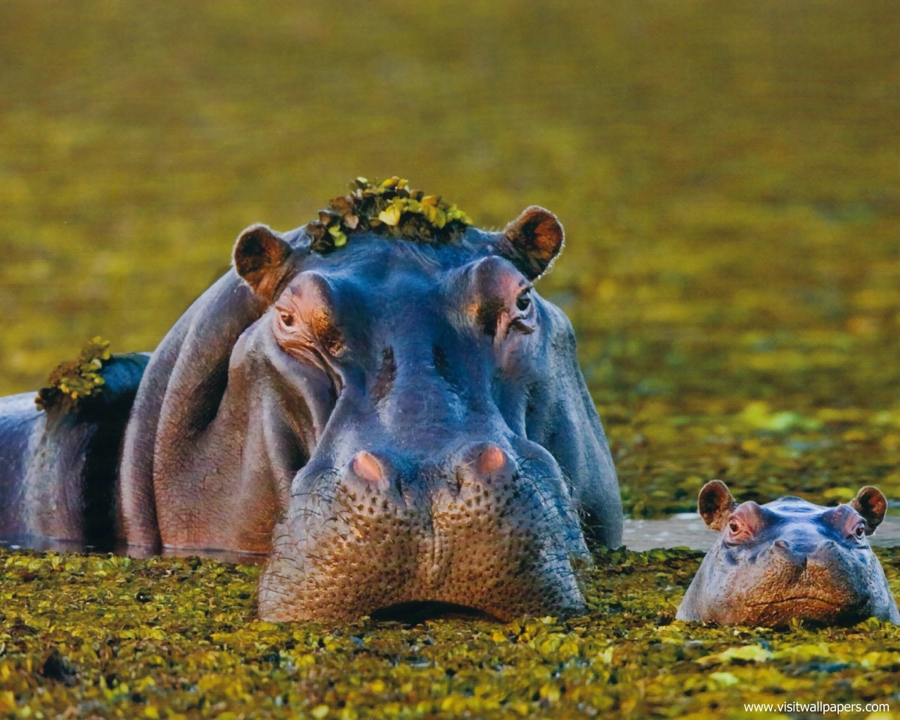 Animals_654