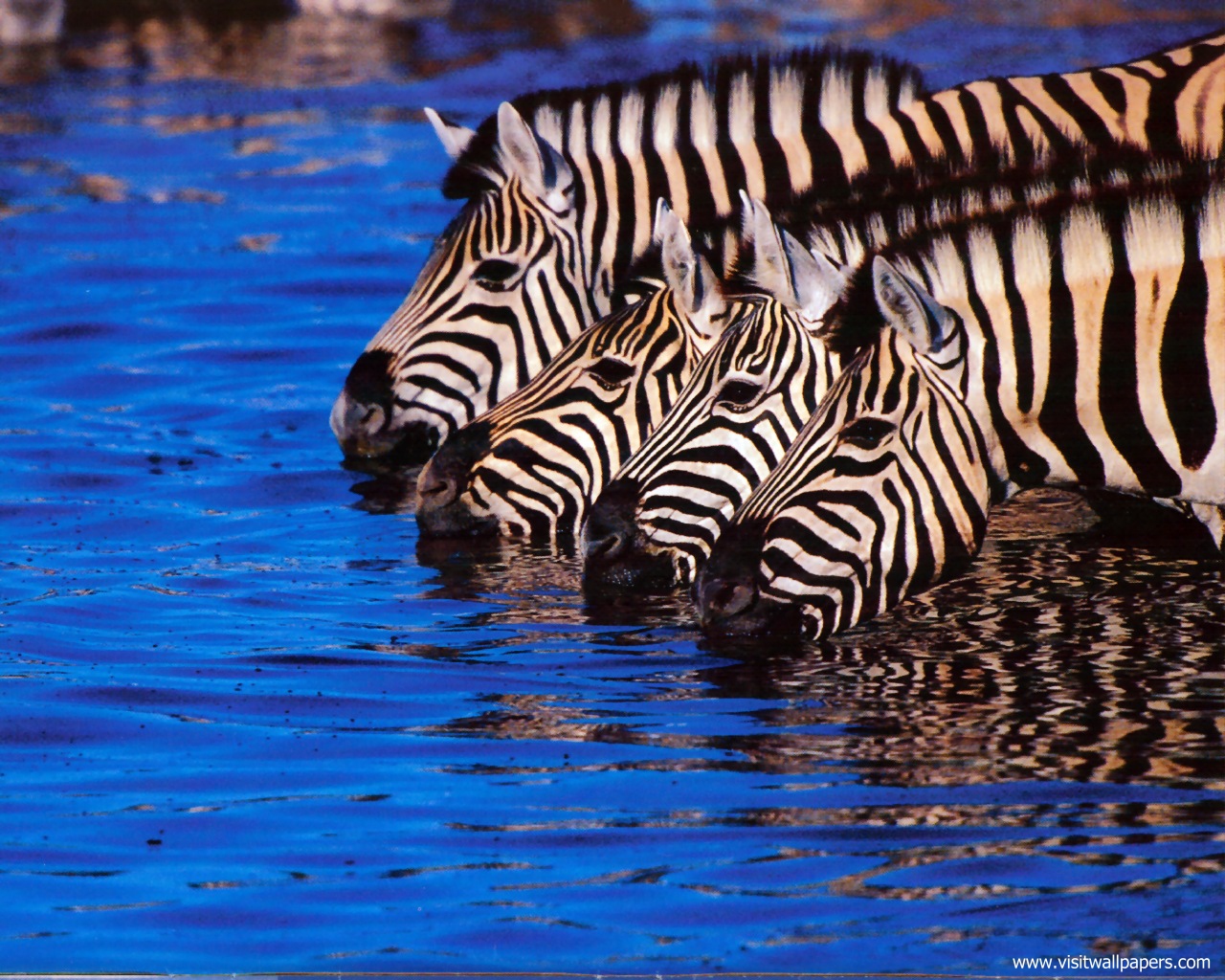 Animals_658