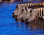 Animals_658
