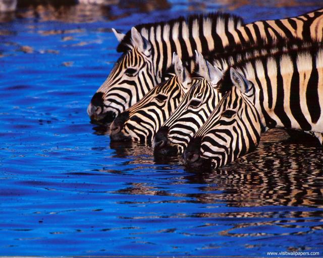 Animals_658