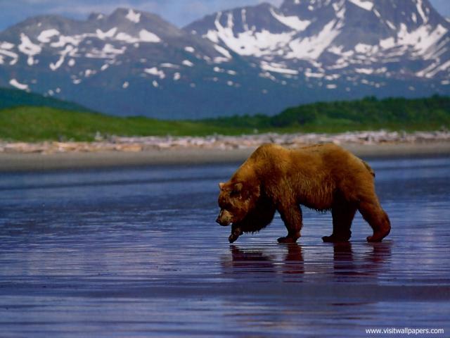 Animals_663