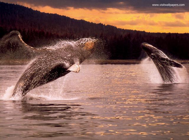 ocean-life-564