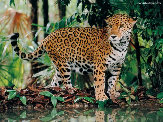 Jaguar_12