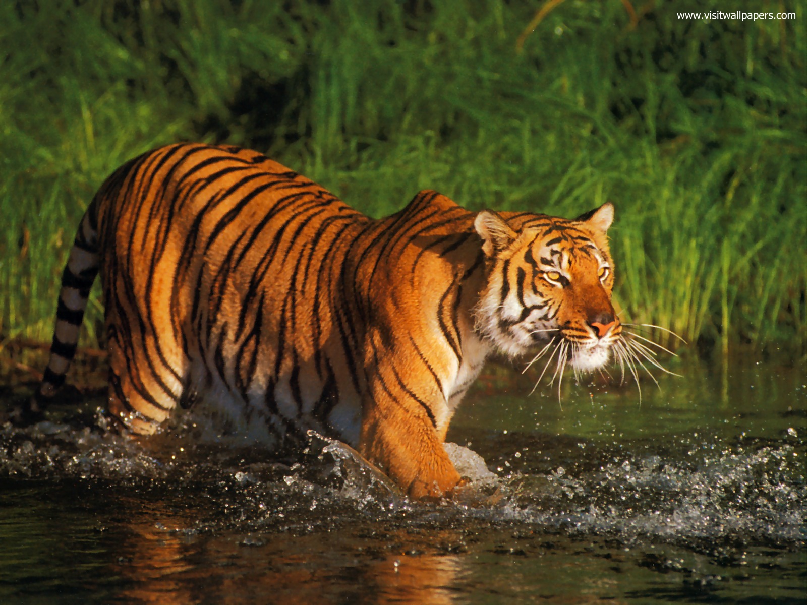 Tiger_119
