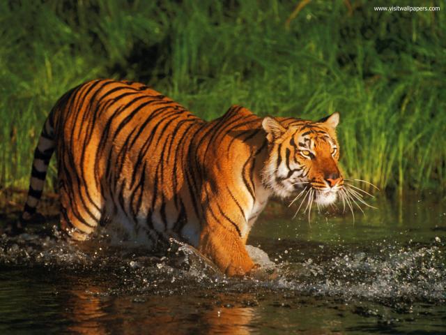 Tiger_119