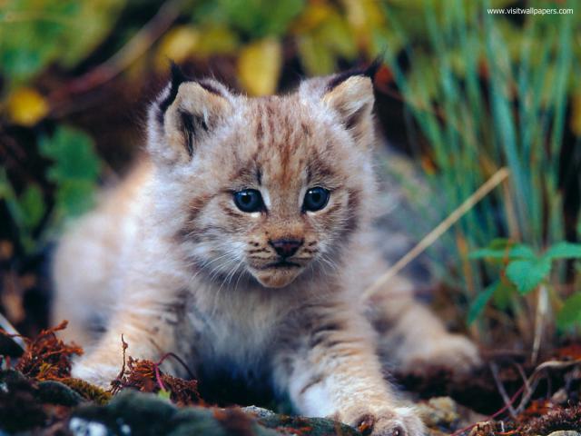 Lynx_Cub_02