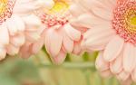 Image_0161