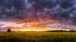 Image_0229