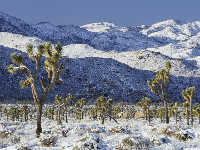 Joshua_Tree_01