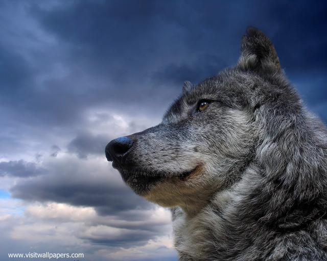 dog_501