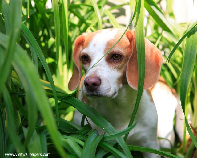 dog_502
