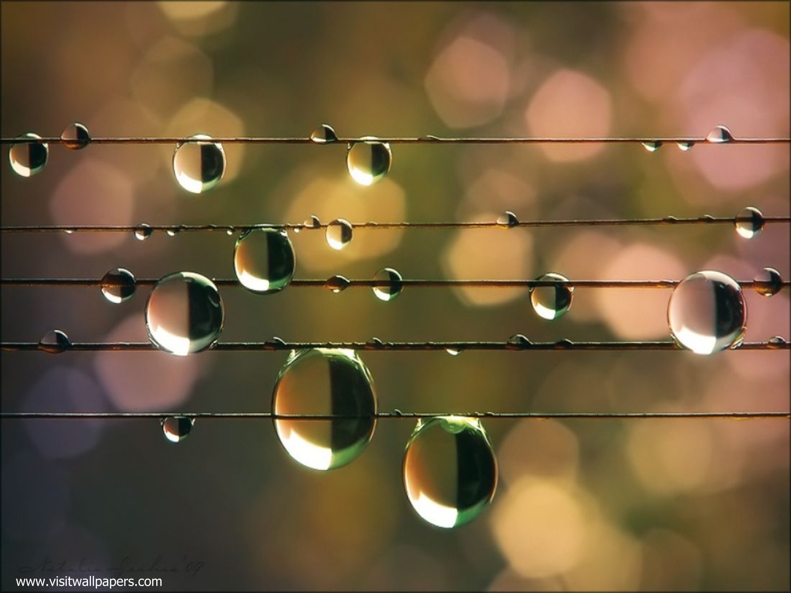Image_0532
