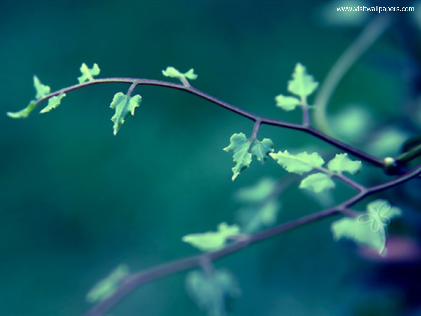 Image_0576