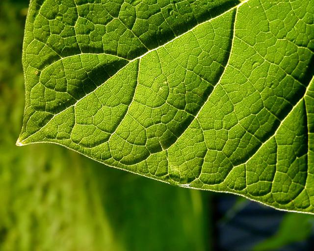 green_038