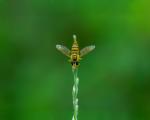 green_042