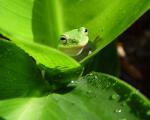 green_043