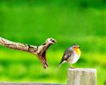 Animals_666