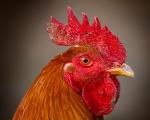 Animals_667