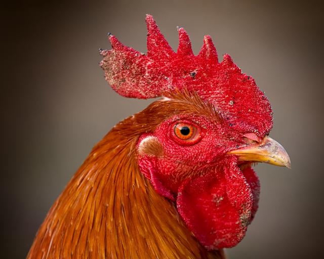 Animals_667