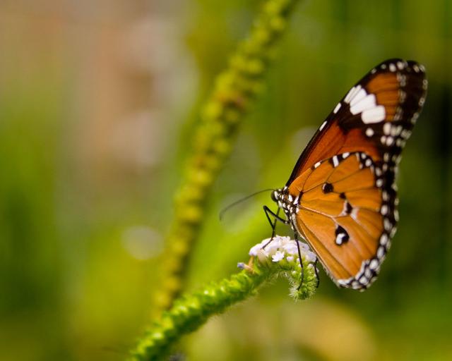 Butterfly_04