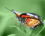 Butterfly_05