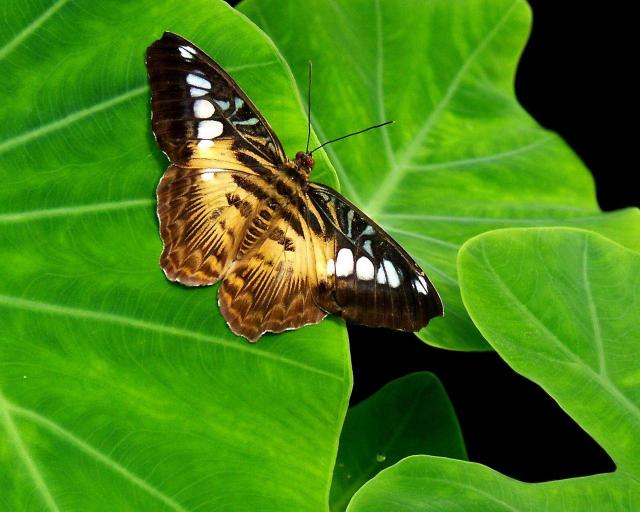 Butterfly_08