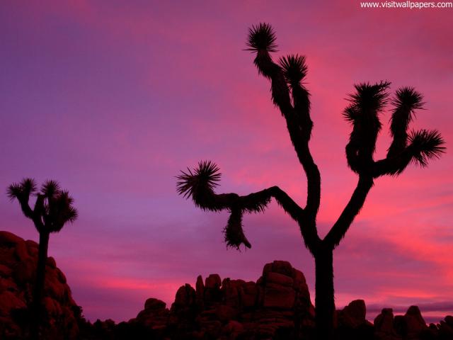 Joshua_Tree_3