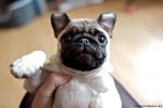 dog_505