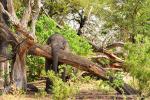 African_Elephants_03