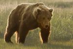 Animals_675