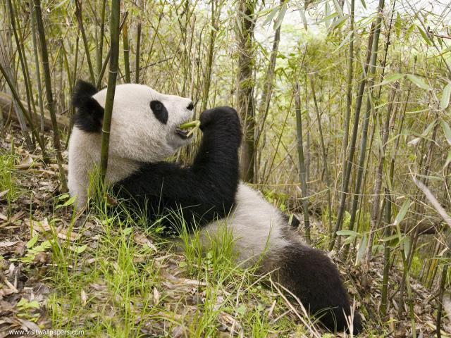 Animals_679