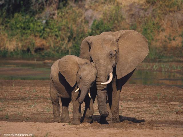 Animals_680