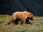 Animals_683