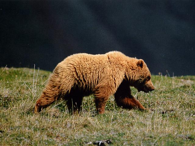Animals_683