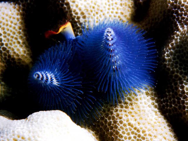 ocean-life-597