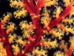 ocean-life-598