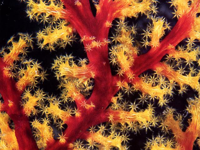 ocean-life-598