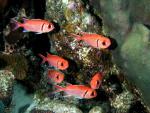 ocean-life-601