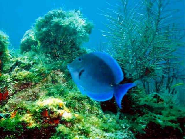 ocean-life-608