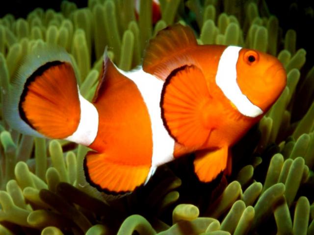 ocean-life-609