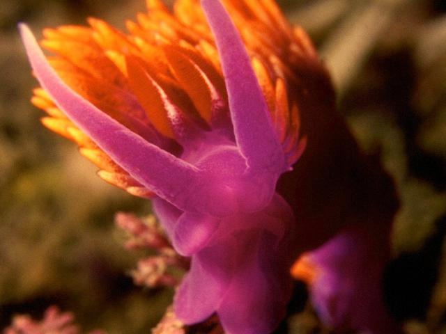 ocean-life-620