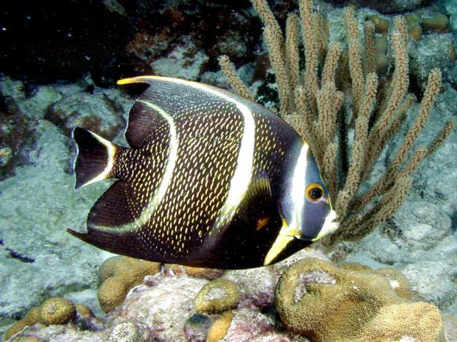 ocean-life-623