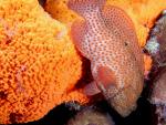 ocean-life-630