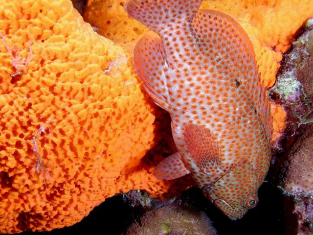 ocean-life-630