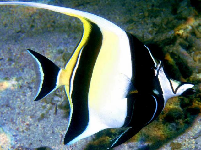 ocean-life-632