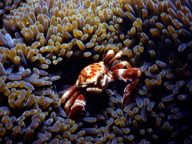 ocean-life-639